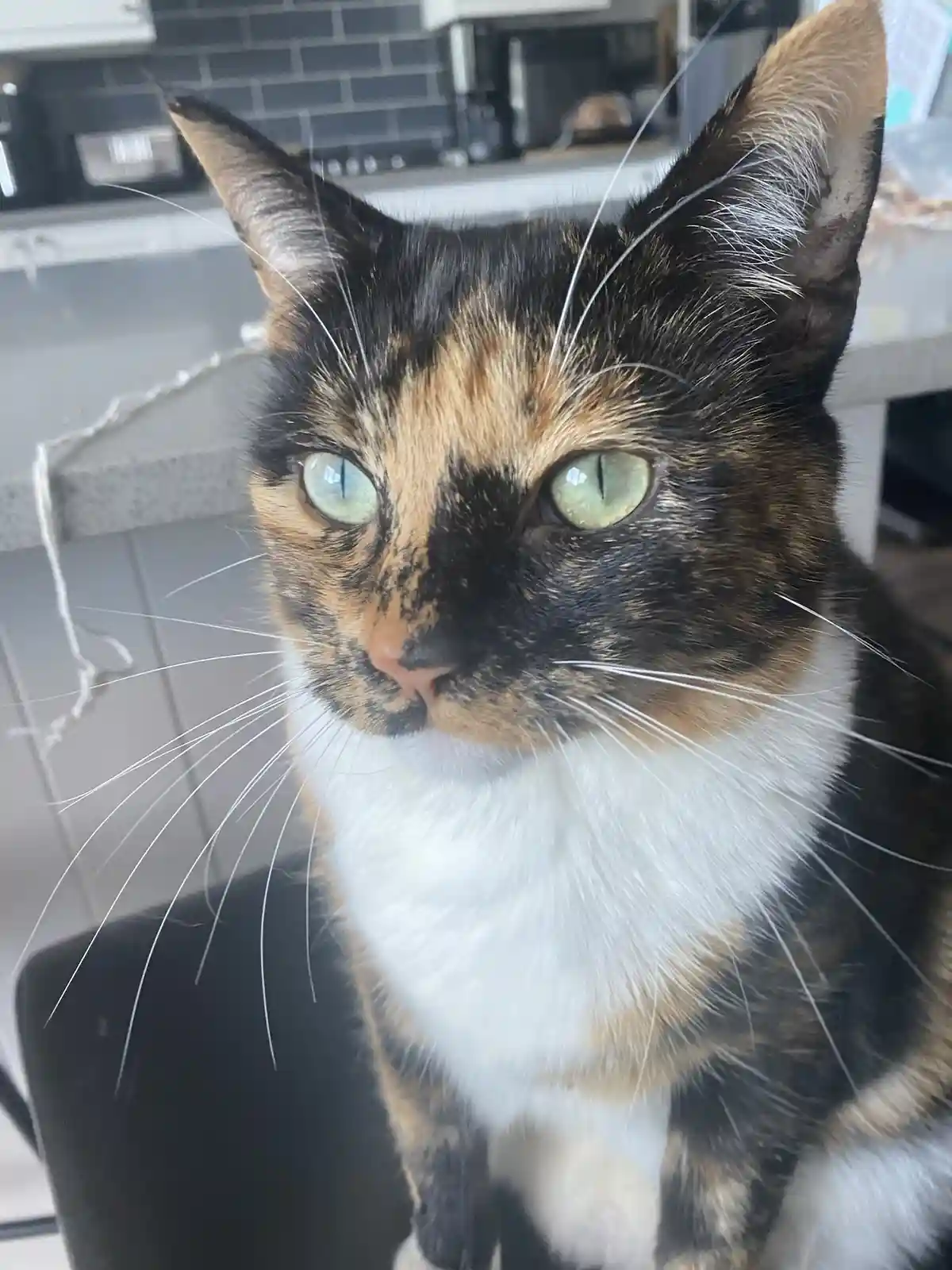 A close-up photo of a calico cat with green eyes and a white chest sitting on a black chair in a kitchen, looking directly…