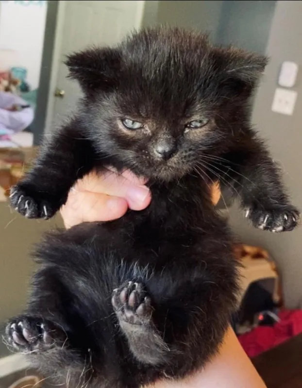 A small black kitten with wide, unimpressed eyes and slightly flattened ears is being held by a person's hand. The kitten's…