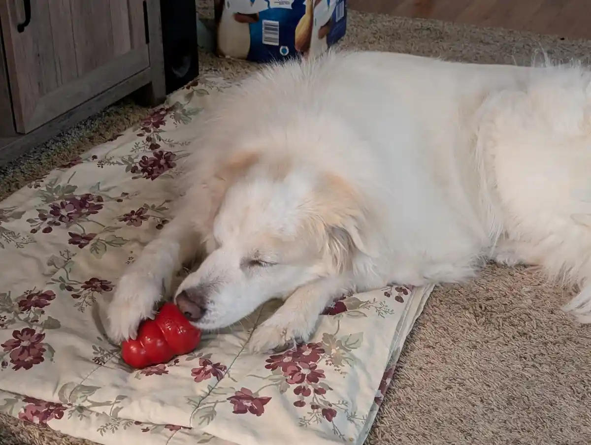 A fluffy white dog is lying on a floral-patterned dog bed, eyes closed, with its head resting on a red Kong toy. Its front…