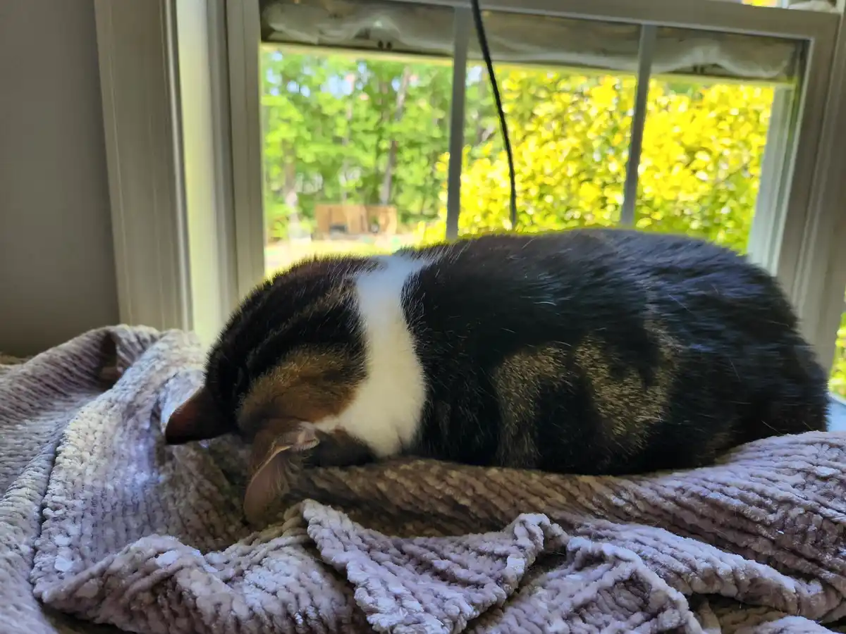 a black, white, and brown cat is curled up and sleeping on a textured gray blanket placed on a windowsill, with green and…