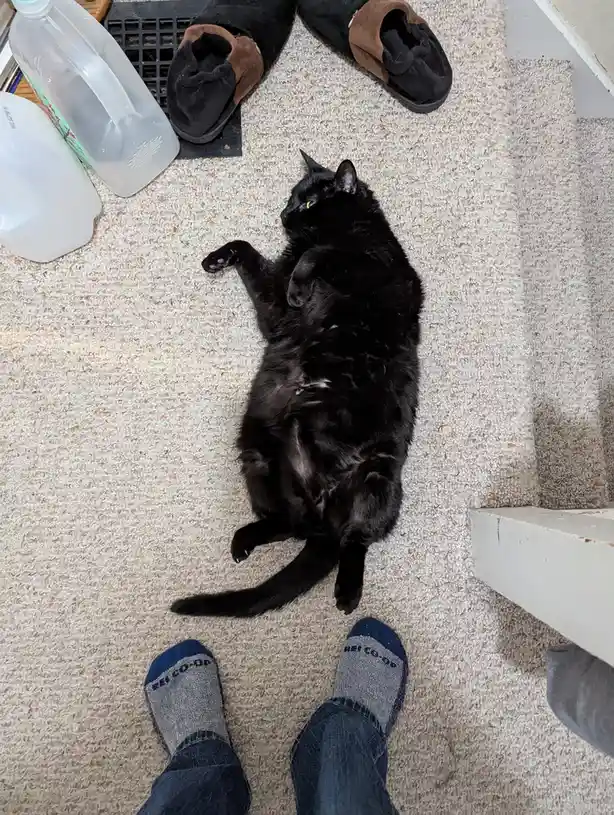 A black cat lies on its back on a beige carpet, paws up, near a person's feet in REI Co-op socks and jeans, with slippers…