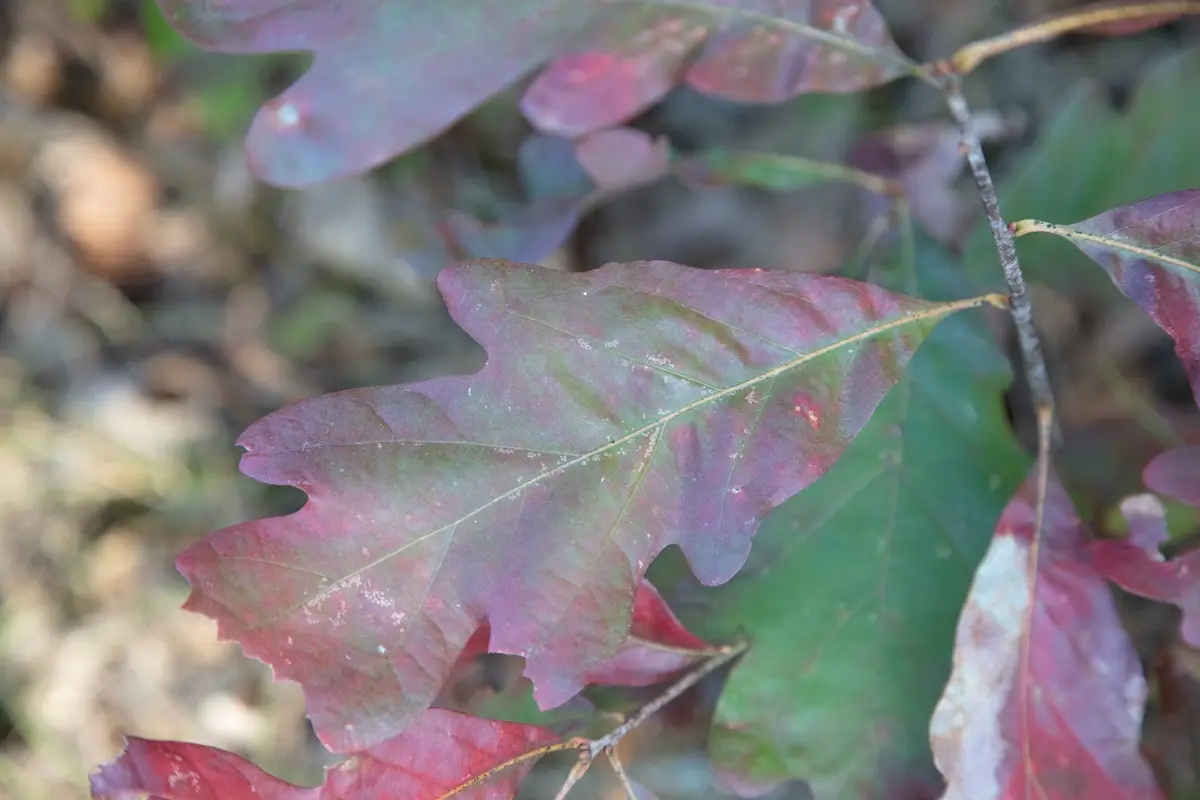 A close-up photograph of an oak leaf showing a mix of green and reddish-purple hues, with visible veins and some white…