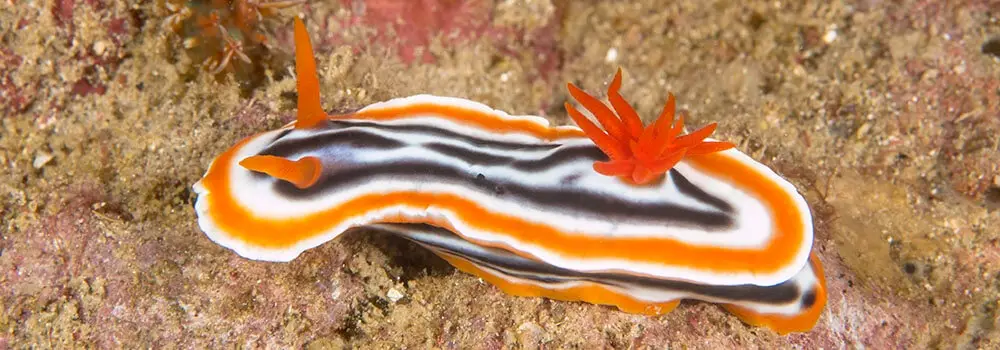 A colorful sea slug with orange, white, and black stripes crawls on a sandy ocean floor. The image has text overlaid that…