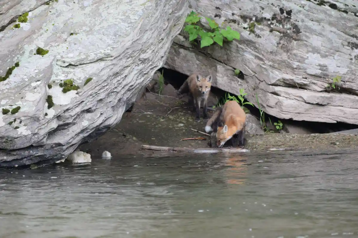 Exploring the West Branch Foxes