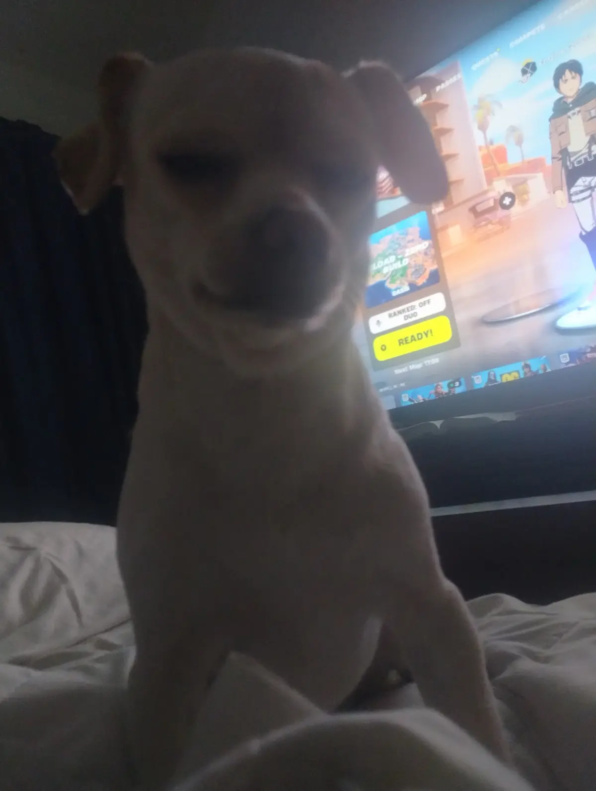 A small, light-colored dog sits on a bed, looking directly at the camera with a slightly smug or unimpressed expression…