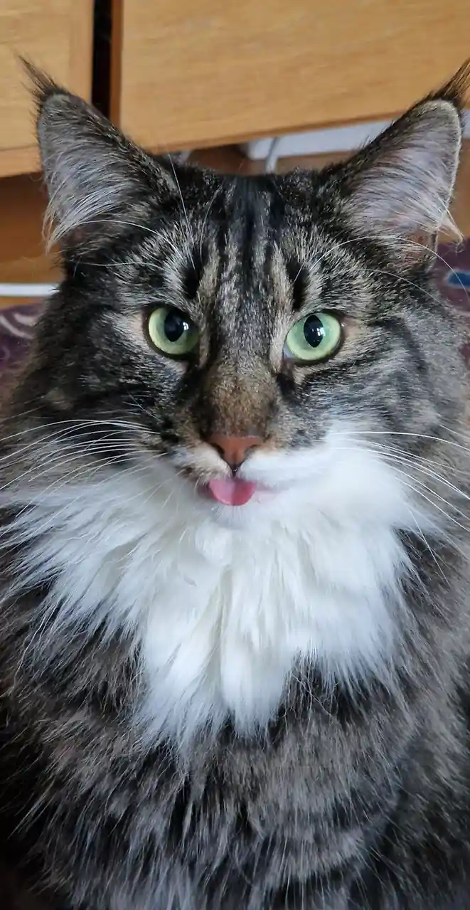 A close-up photo of a fluffy tabby cat with green eyes and a white chest, looking directly at the camera while sticking its…
