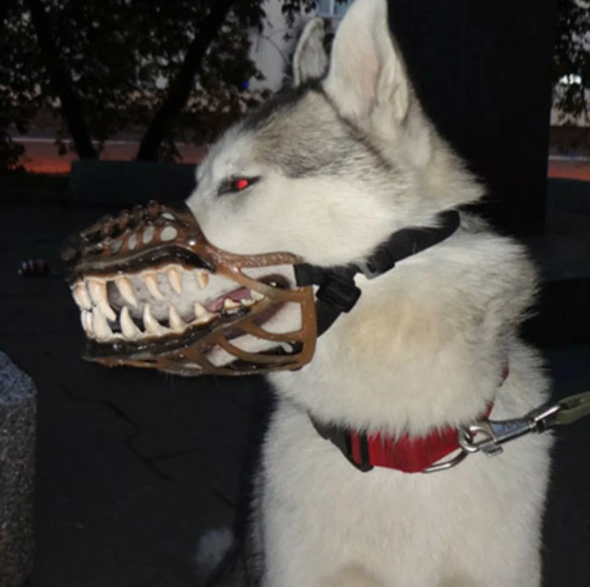 A husky dog with a red glowing eye and a large, menacing-looking metal muzzle that exposes its teeth, wearing a red collar…
