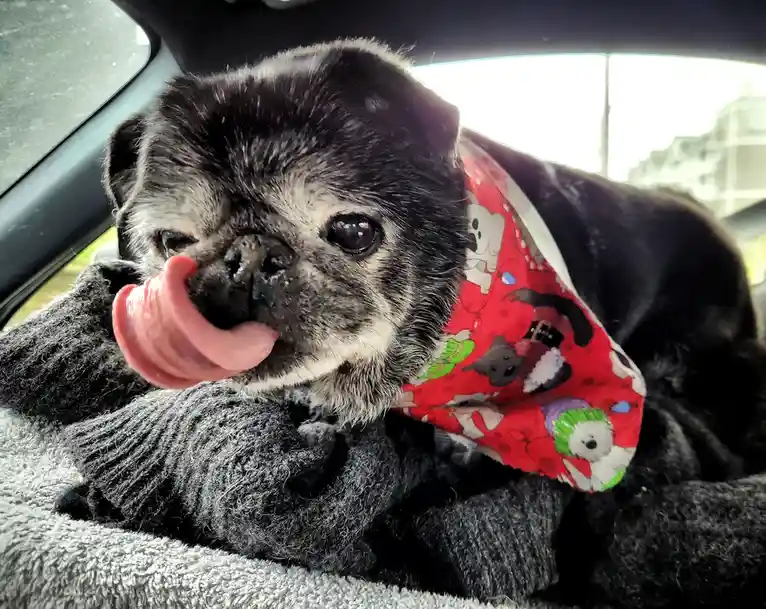 An elderly pug with gray and black fur is sitting inside a car, wearing a red bandana with cartoon dogs and holiday-themed…
