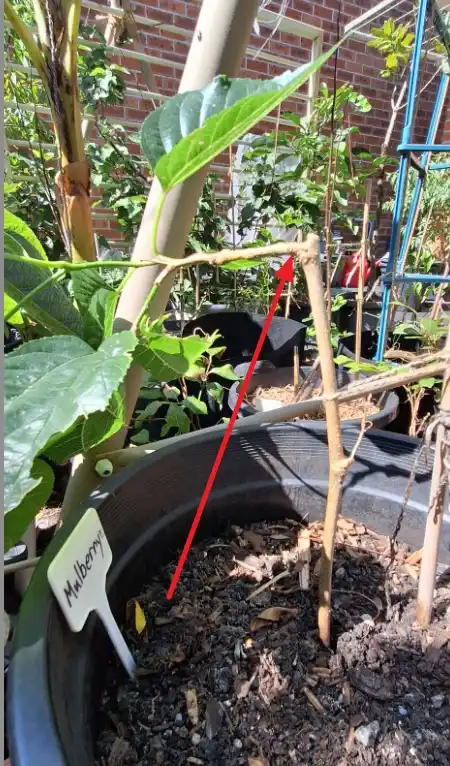 A close-up photo of a mulberry plant in a black pot, with a white label reading 'Mulberry' stuck in the soil. A red arrow…