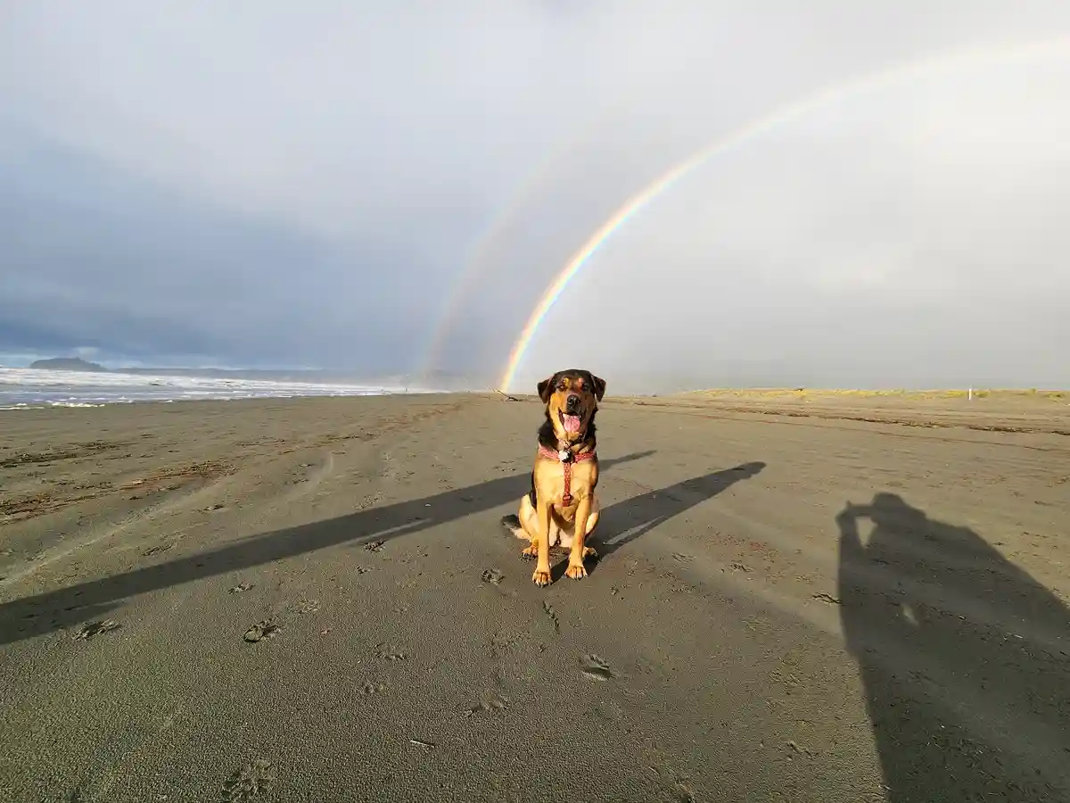A brown and black dog sits happily on a wide, dark sandy beach, wearing a red harness, with a bright double rainbow arcing…