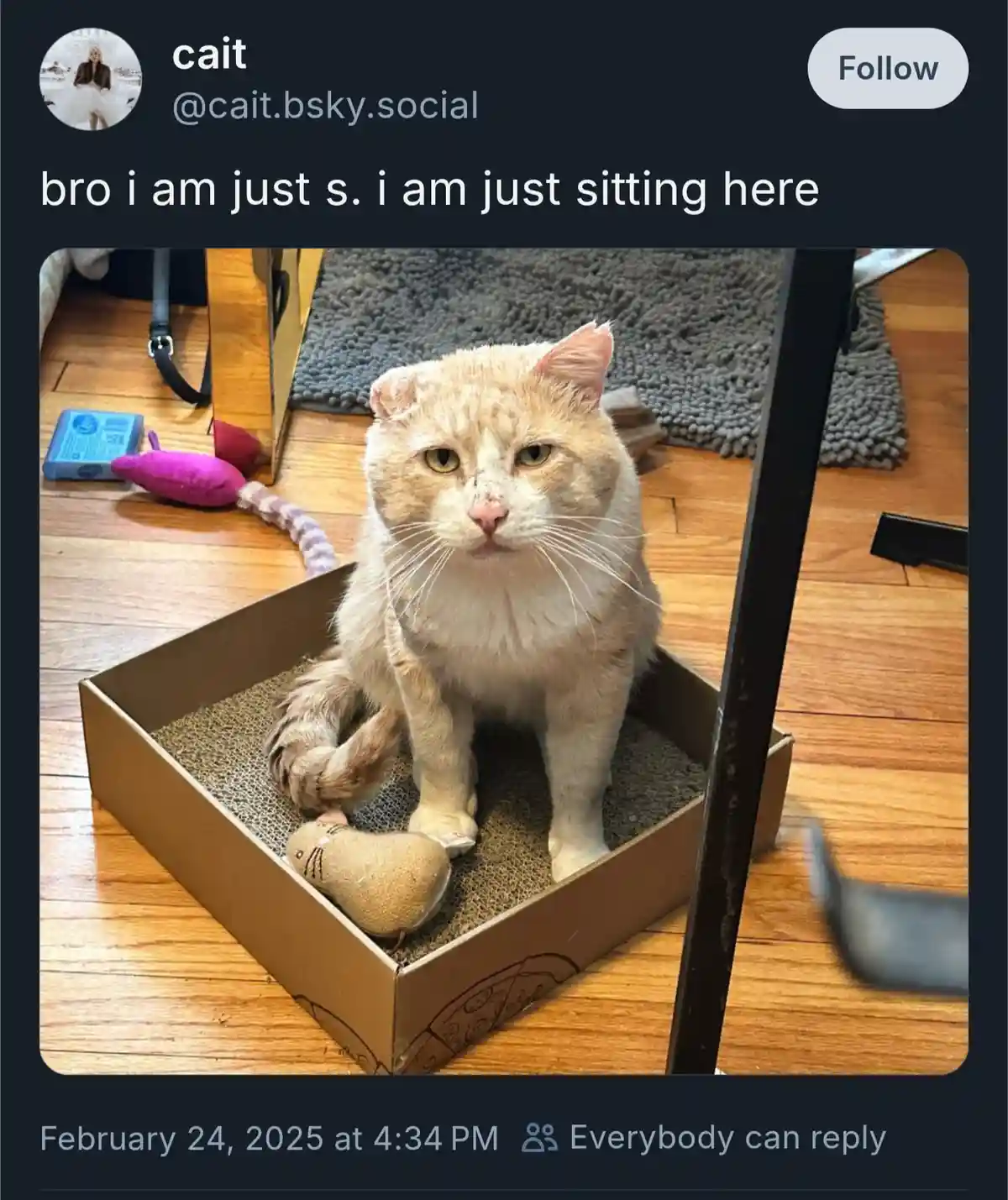 A light orange and white cat with a slightly grumpy expression sits calmly inside a cardboard box filled with scratching…