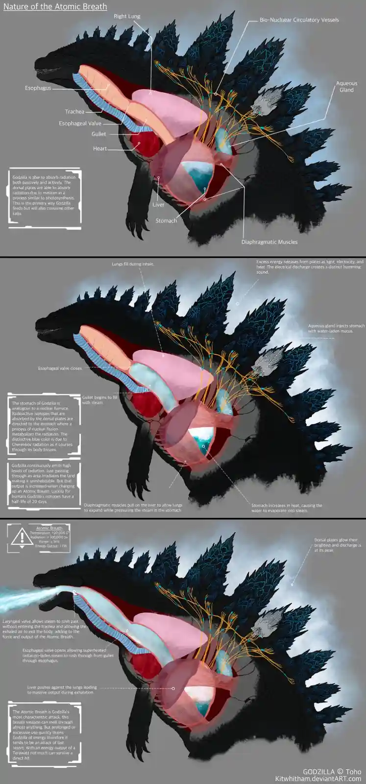 This infographic shows Godzilla's internal anatomy and the biological process behind his Atomic Breath, illustrated in three…