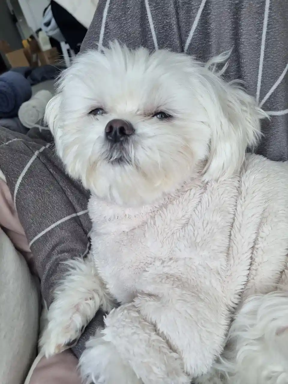 A small, fluffy white dog with a slightly squinted, unimpressed expression sits comfortably on a person's lap, nestled…