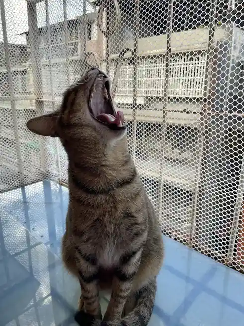 A tabby cat sits on a blue surface inside a white mesh enclosure, head tilted back with mouth wide open in a yawn or meow…