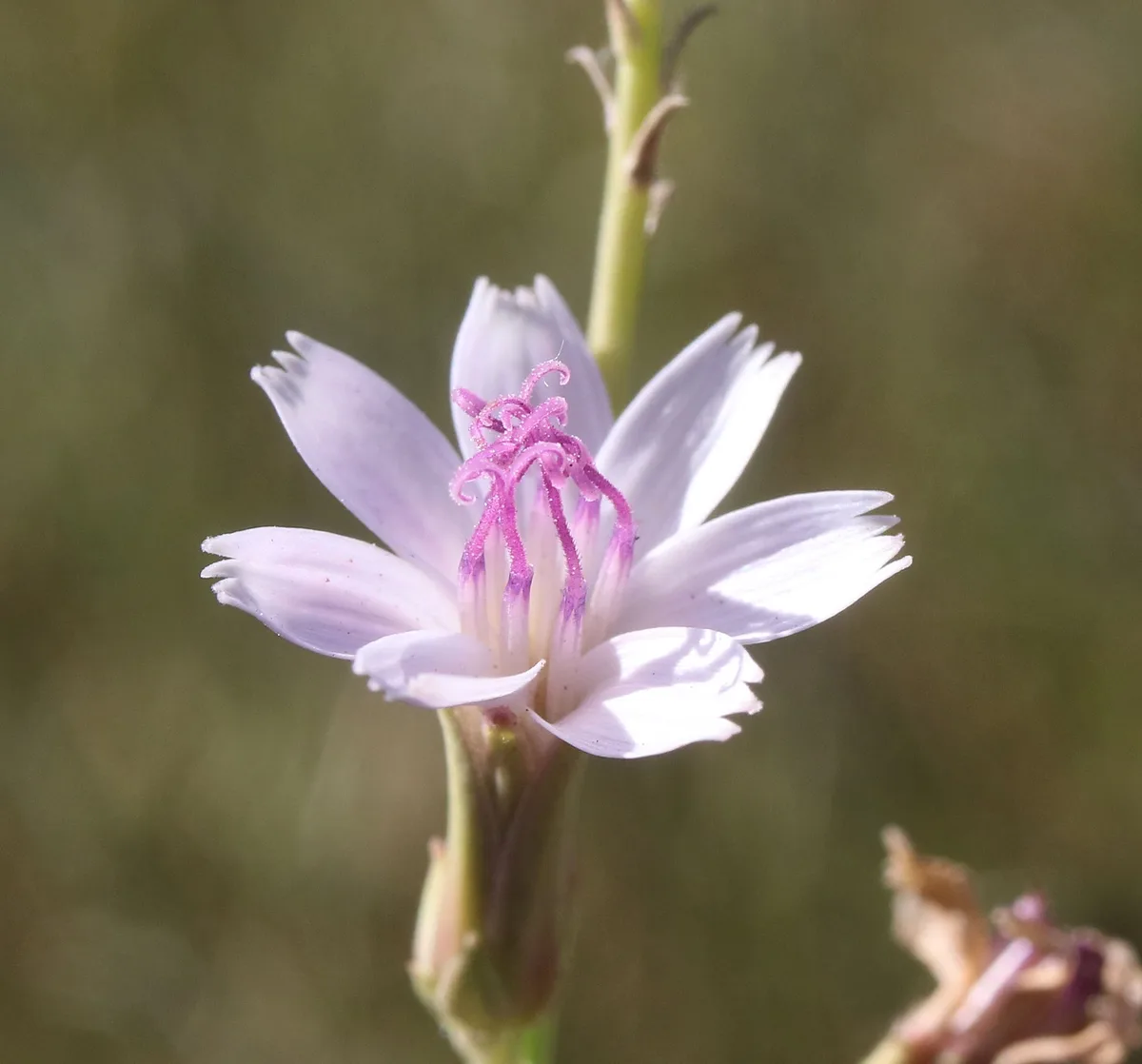 A close-up photograph of a delicate, light purple flower with fringed petals and prominent, curling pink stamens, set…