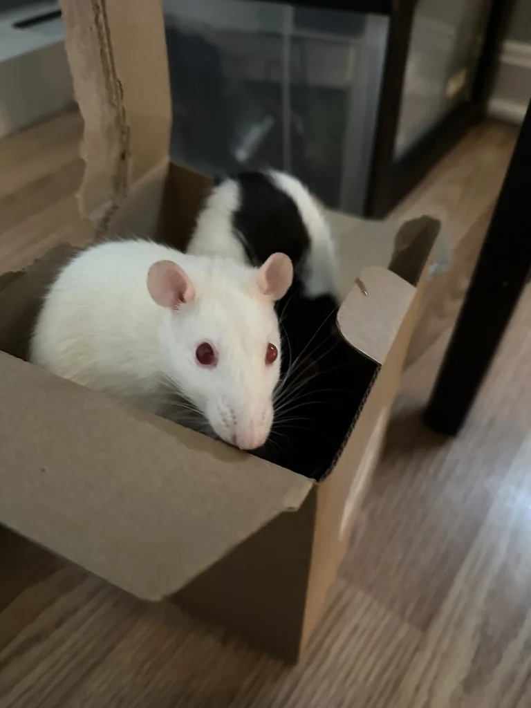 A white rat with red eyes peers out from a cardboard box, while a black-and-white rat is visible behind it. The image has…