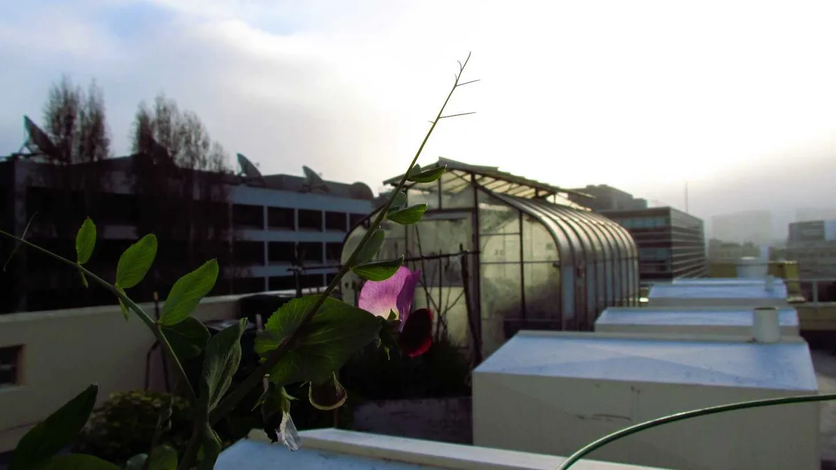 A close-up of a single purple pea flower blooming on a rooftop, with a blurred background of urban buildings, greenhouses…