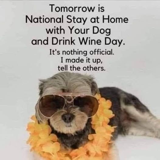 A small, fluffy dog wearing large sunglasses and a yellow flower lei lies on a white surface. Overlaid text declares…