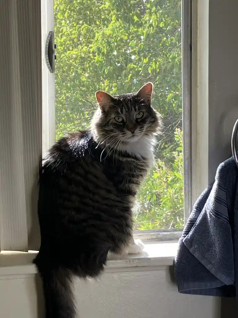 A fluffy tabby cat with a white chest sits on a windowsill, looking directly at the camera with a displeased expression…