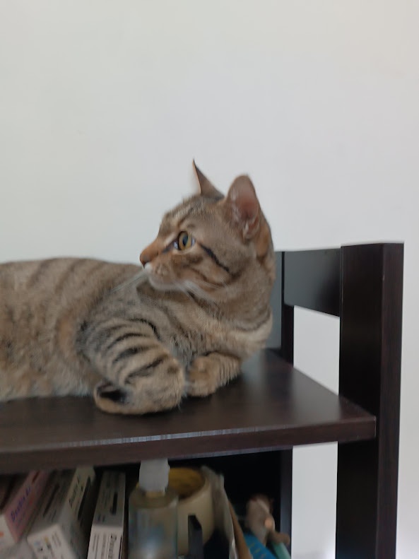A tabby cat with brown and black stripes is lounging on a dark wooden shelf, looking off to the side with a relaxed but…