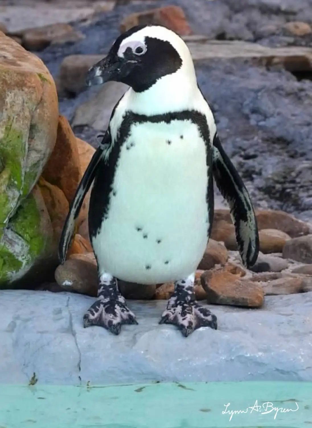 A close-up photo of a black-and-white African penguin standing on a rocky surface near water, looking slightly to the side…