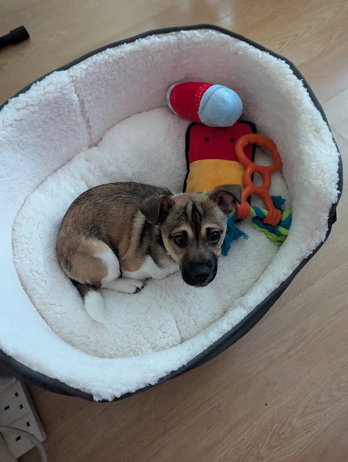 A small brown and white puppy with big, sad eyes is curled up in a fluffy white pet bed on a wooden floor. Next to the puppy…