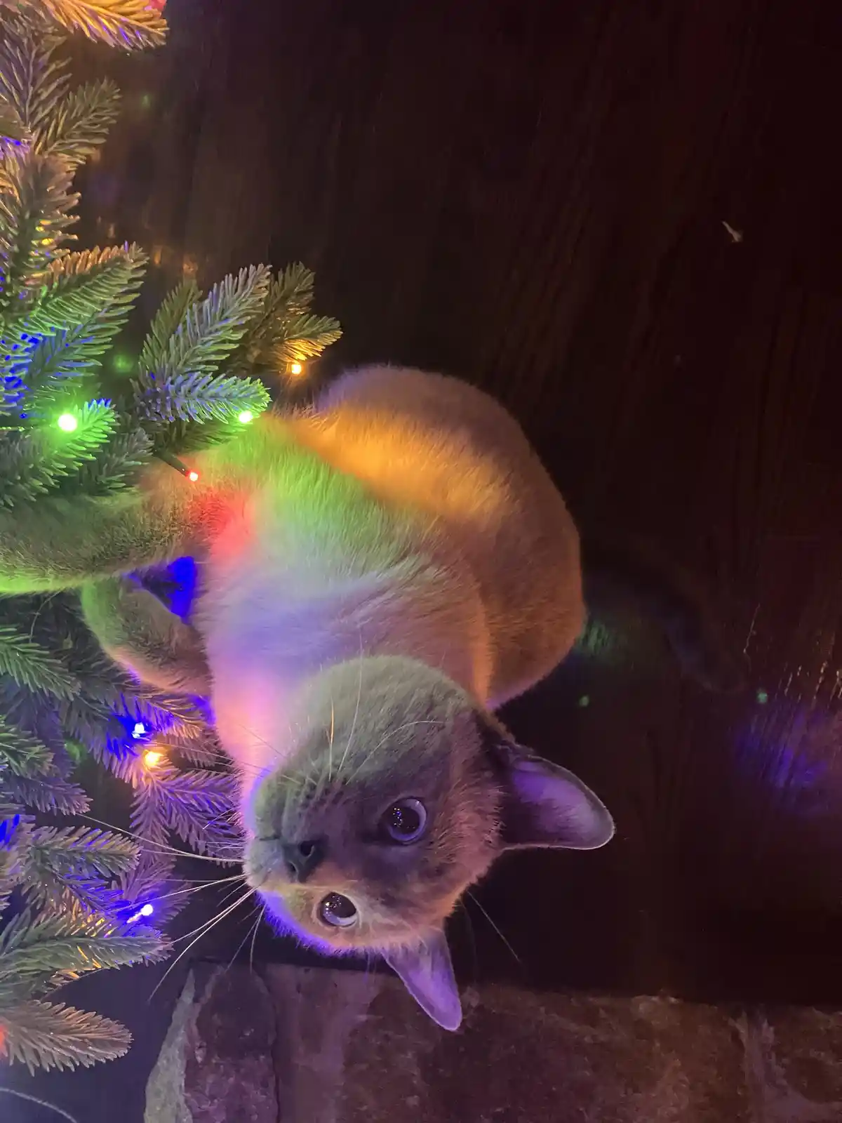 A cat is lying on its back among the branches of a decorated christmas tree, its fur illuminated by colorful string lights…