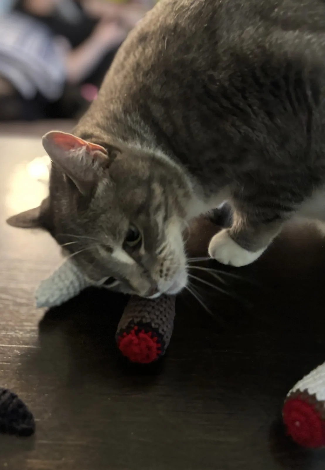 A gray tabby cat with white paws is intently sniffing or biting a knitted toy shaped like a small, red-tipped boot or sock…