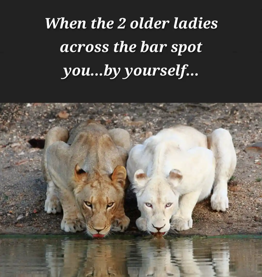 Two lions, one tan and one white, are drinking water from a shallow pool. The tan lion has its tongue out, and the white…