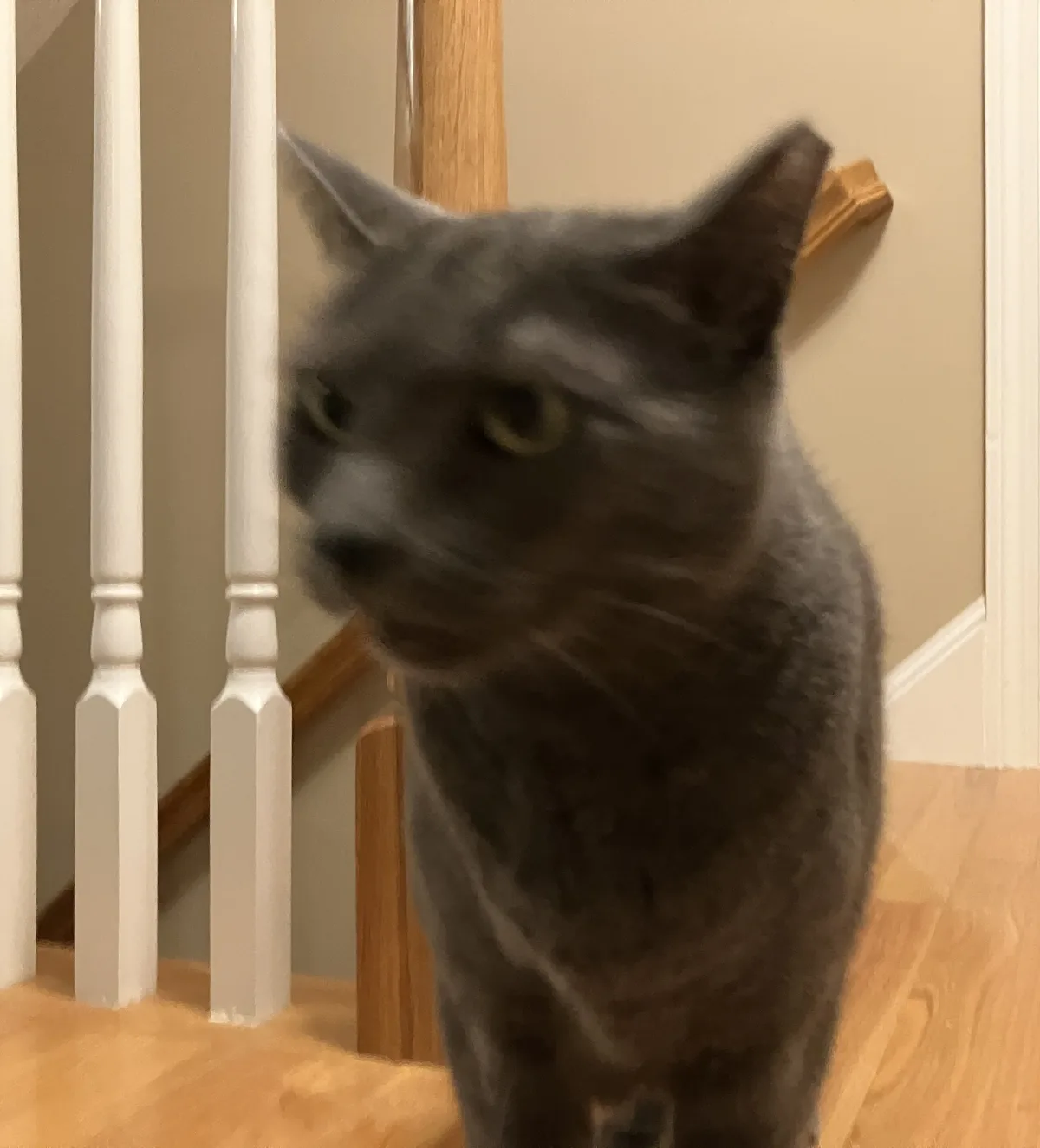 A gray cat is captured in motion blur on a wooden staircase, looking away with a disinterested expression, while overlaid…