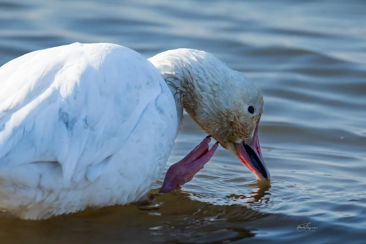 A white swan is in water, dipping its beak in, while its webbed foot is raised near its beak as if holding something. The…