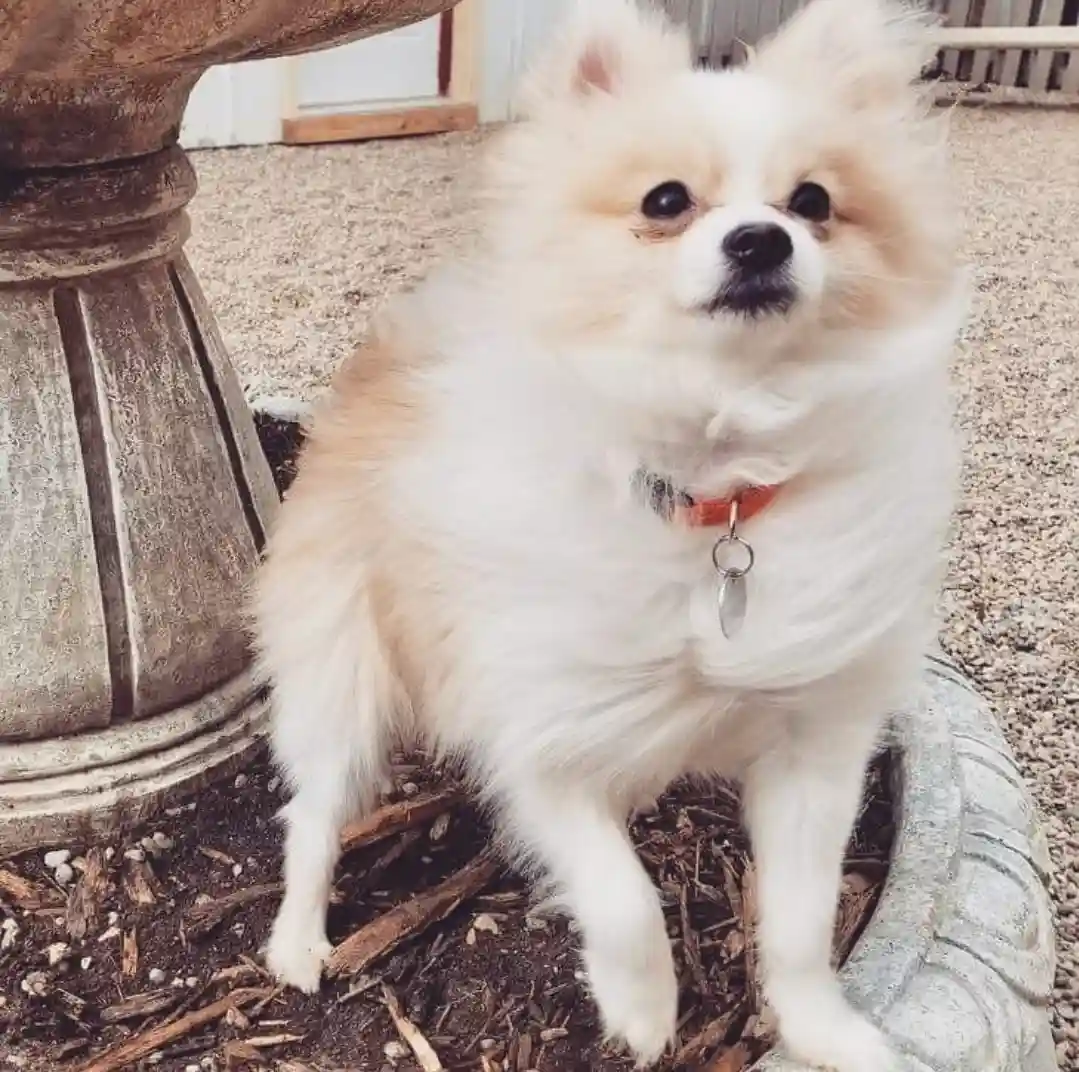 A fluffy, small white and tan Pomeranian dog with dark eyes and a black nose sits upright on a gravelly ground next to a…