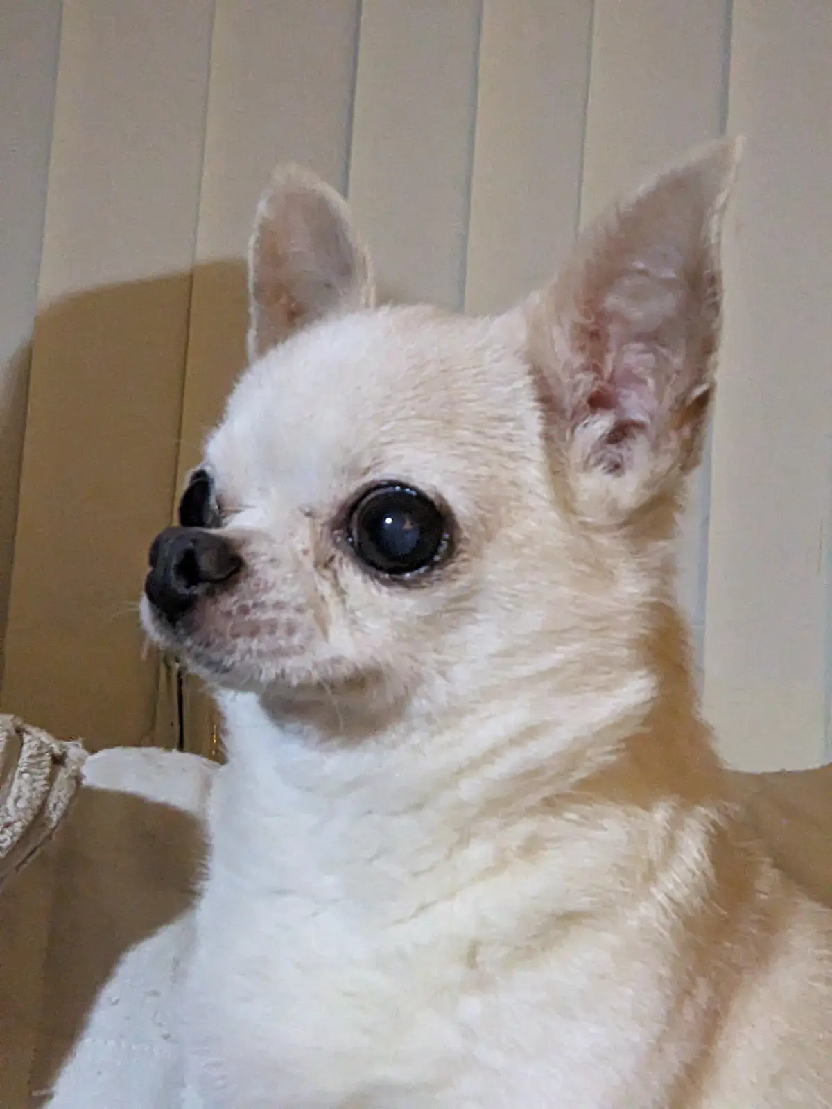 Check Out This Tiny, Adorable Good Boy - Figgis