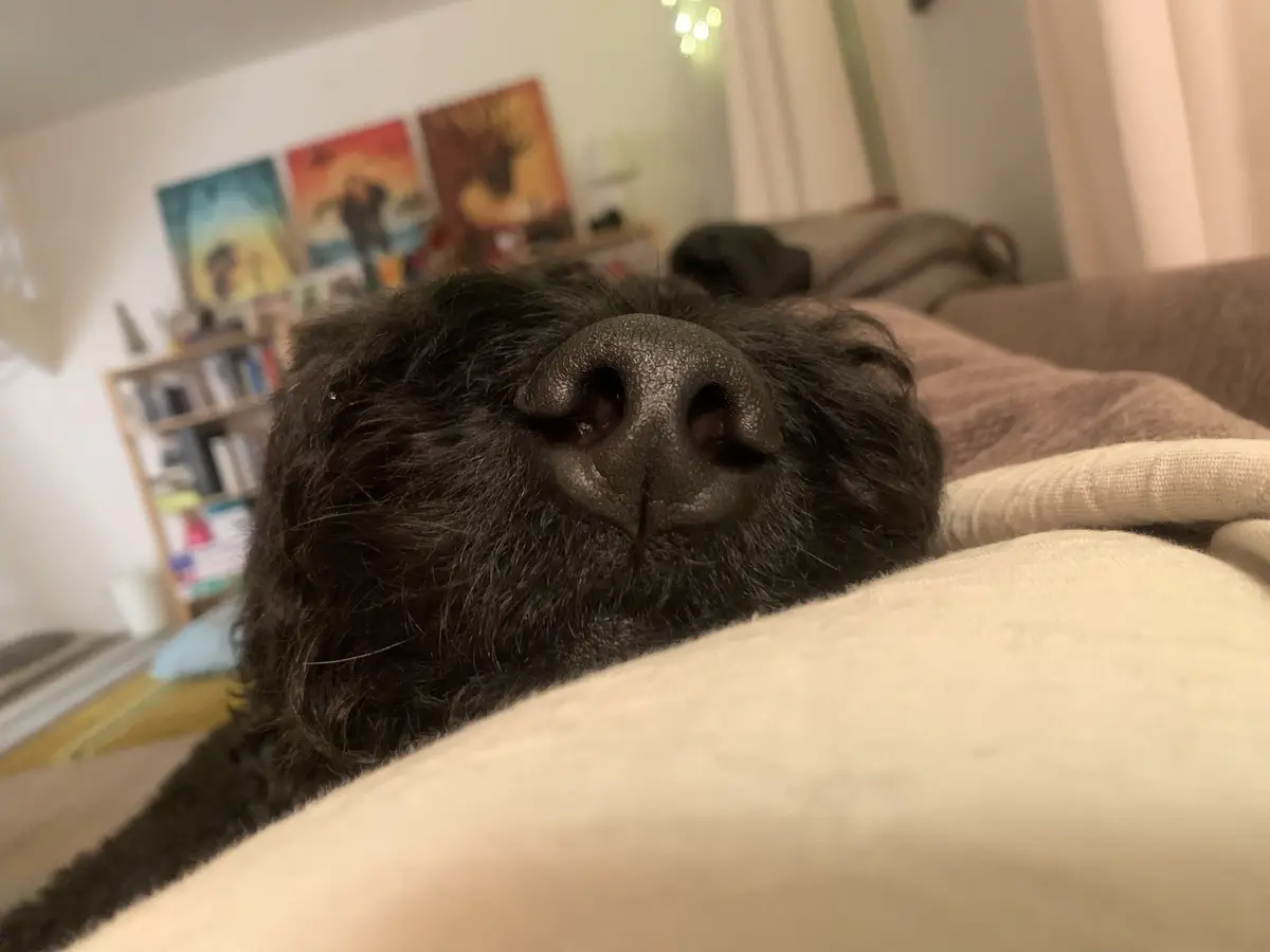 A close-up photo of a black dog's nose and muzzle, resting on a light-colored blanket on a couch. The background is blurred…
