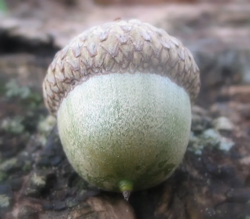 A close-up photo of a single acorn resting on a textured, mossy surface. The acorn has a detailed, scaly cap and a smooth…