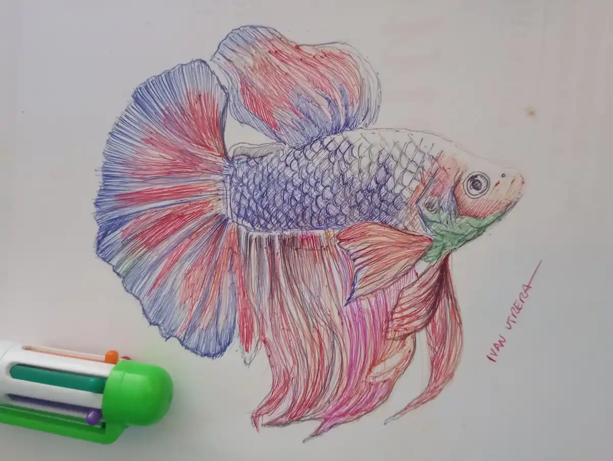 A hand-drawn sketch of a colorful betta fish with detailed scales and flowing fins, colored in red, blue, and pink with fine…