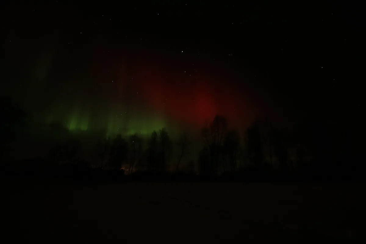 A dark night sky filled with stars and vibrant green and red auroras dancing above a silhouette of bare trees and…