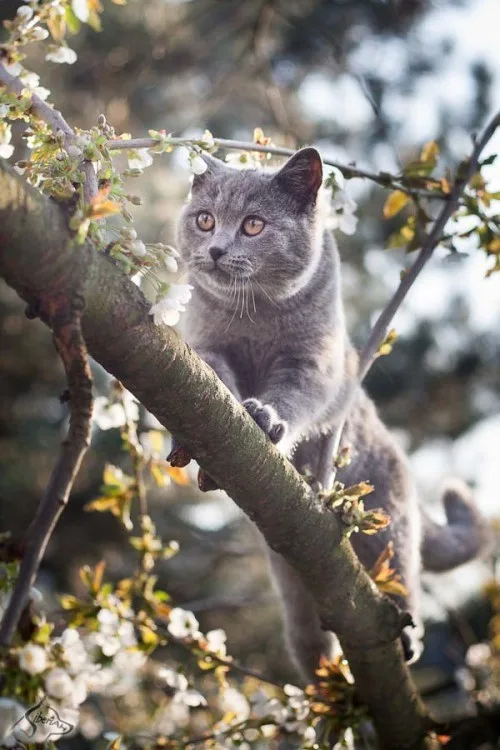A gray cat with orange eyes is perched on a tree branch surrounded by white blossoms, looking directly at the camera. The…