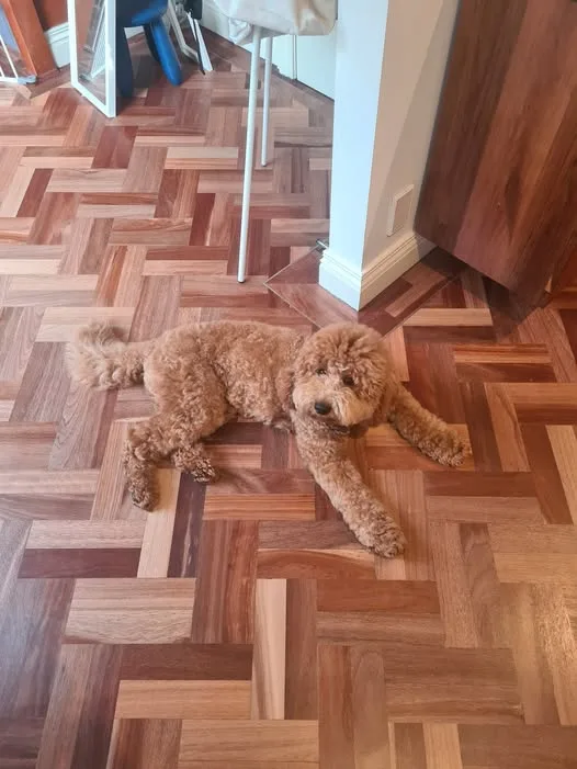 A fluffy brown poodle is lying sprawled out on a herringbone-patterned hardwood floor, looking relaxed. The dog's body is…