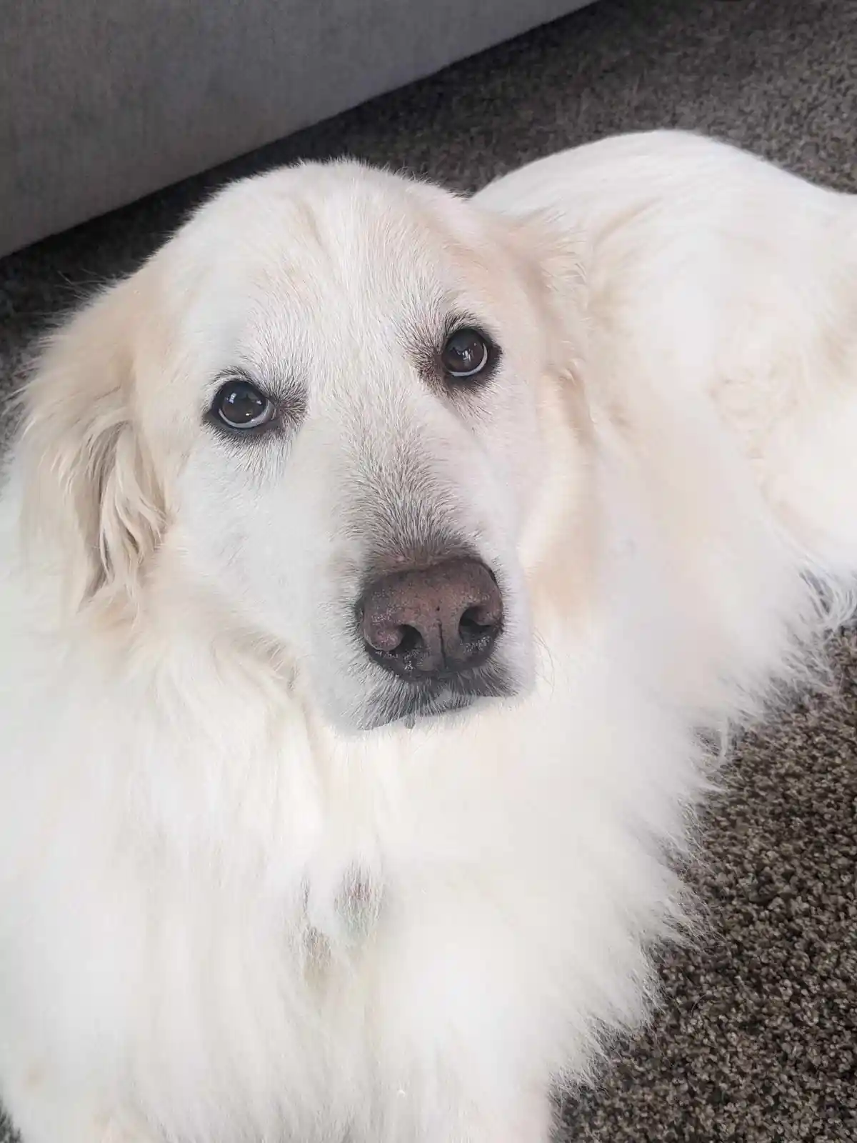 A close-up photo of a fluffy white dog with large, soulful brown eyes looking directly at the camera, lying on a gray carpet…