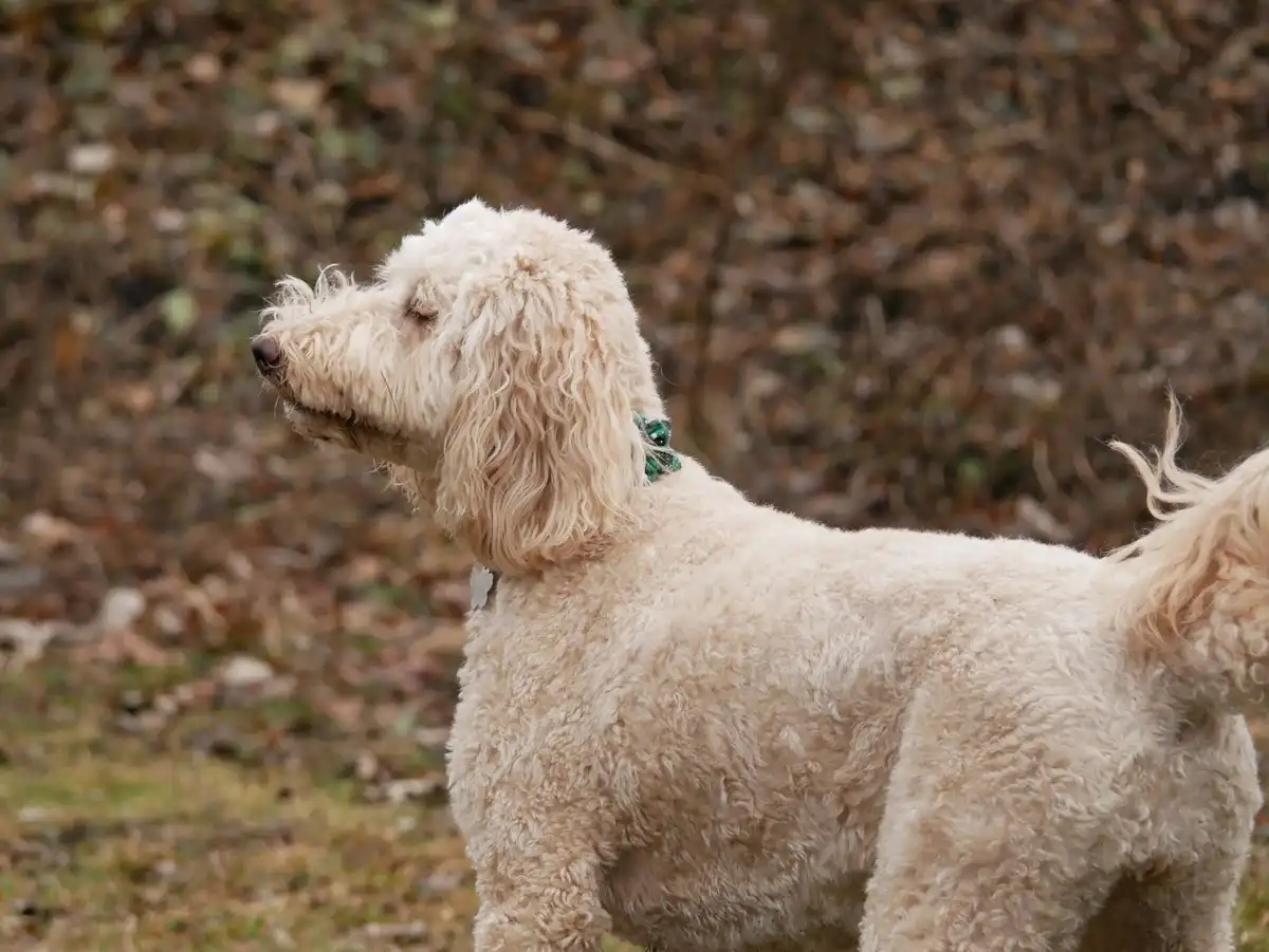 A cream-colored poodle with curly fur stands in profile outdoors, looking away with a relaxed, slightly sleepy expression…