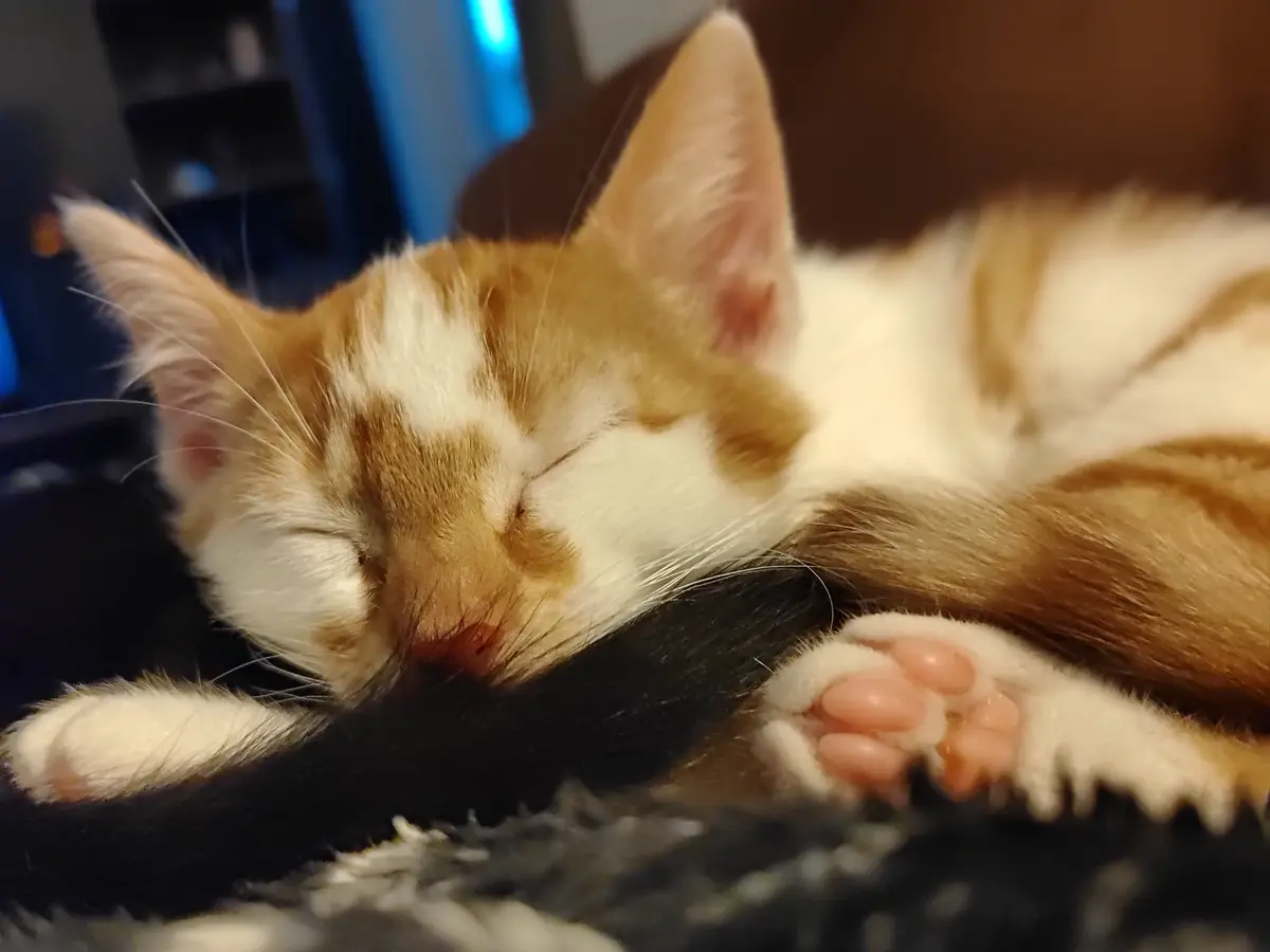 A close-up photo of a sleeping orange and white kitten curled up on a dark textured surface, its eyes shut and paws visible…