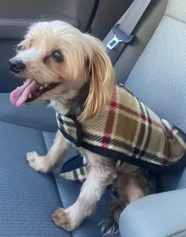 A small, fluffy, light-brown dog wearing a plaid coat sits in a car seat, tongue out, looking happy. The dog is secured by a…