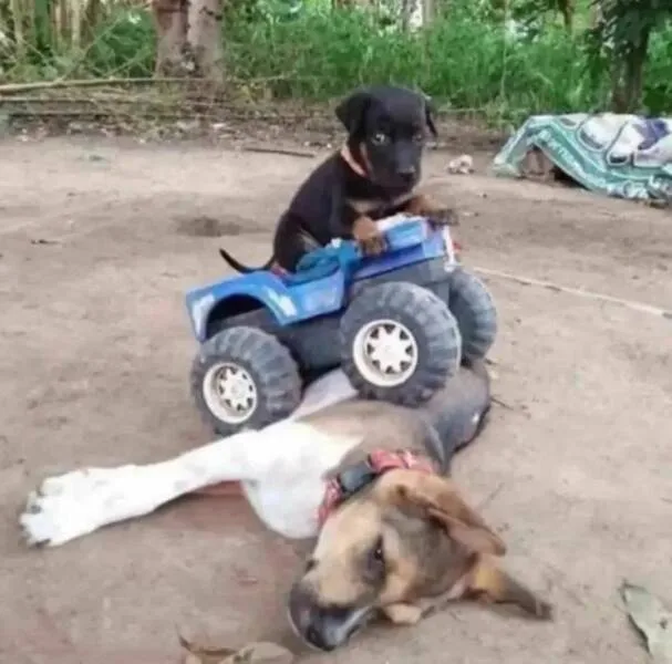 A small black puppy sits atop a blue toy ATV, looking forward with wide eyes, while a larger brown and white dog lies…
