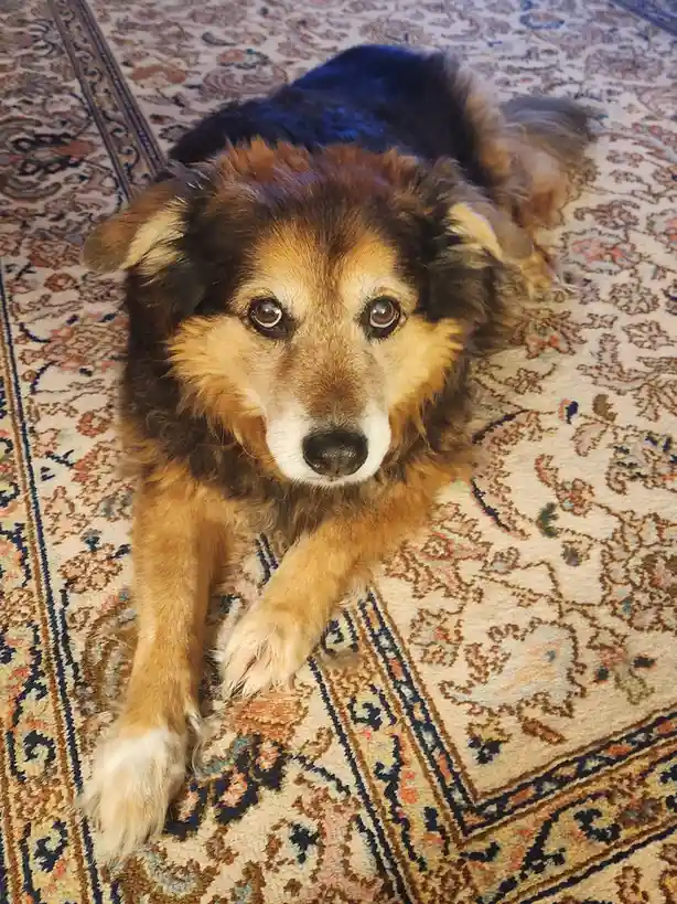A fluffy brown and black dog with a white muzzle lies on a patterned rug, looking directly at the camera with a calm…