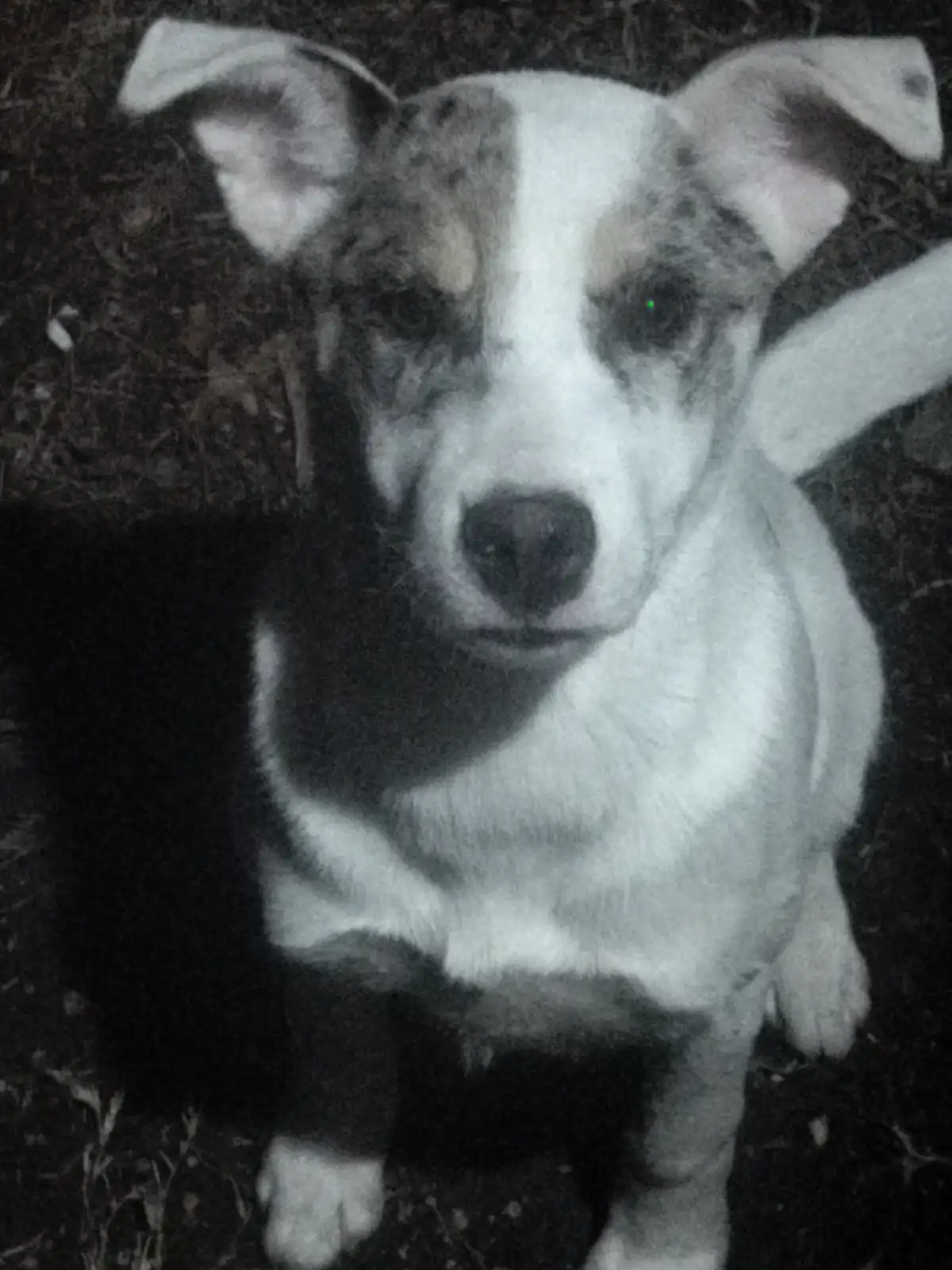 A grainy, black-and-white nighttime photo shows a small, white and gray dog with floppy ears looking up at the camera. The…