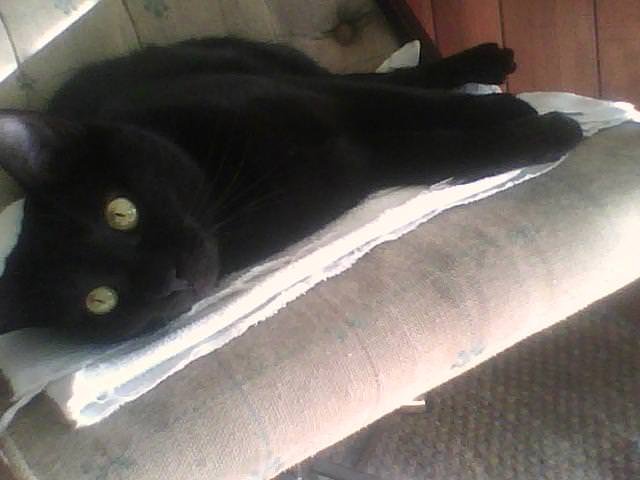 A black cat with bright yellow eyes is stretched out lazily on a white towel draped over a textured beige cushion. The cat's…