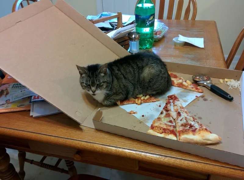 A tabby cat with a white chest is lying on a partially eaten pizza inside an open cardboard box on a wooden dining table…