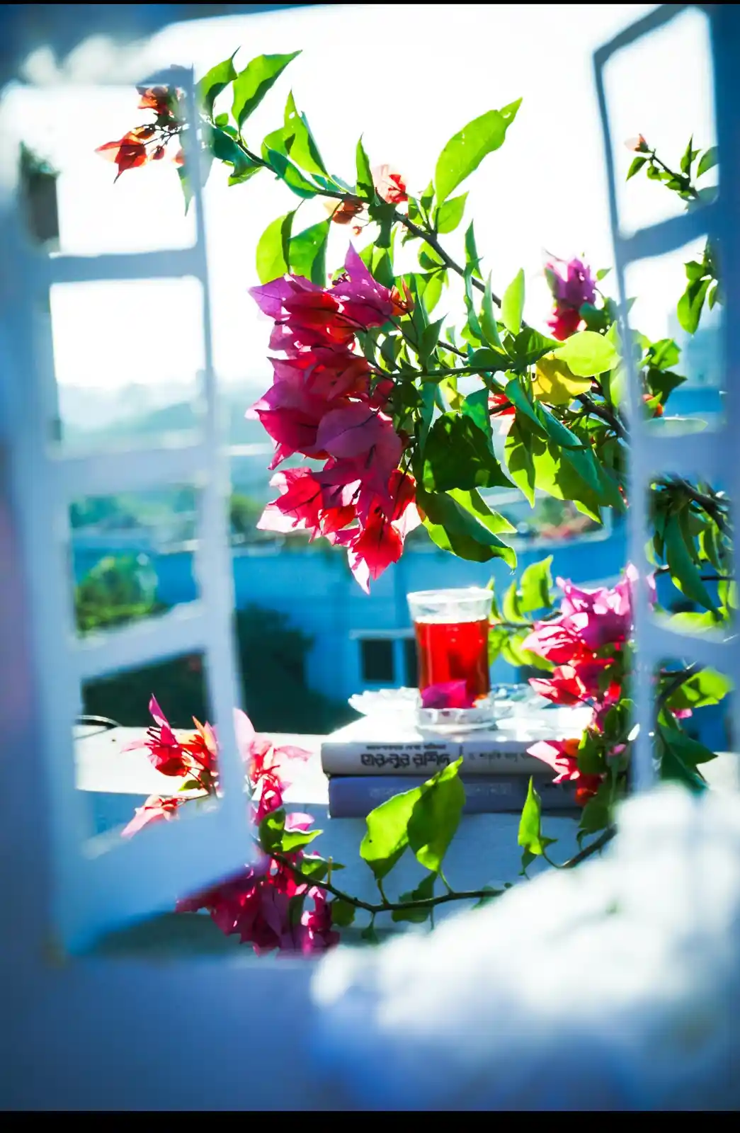 A serene, sunlit photo shows vibrant pink bougainvillea flowers and green leaves framing a white window. Through the window…