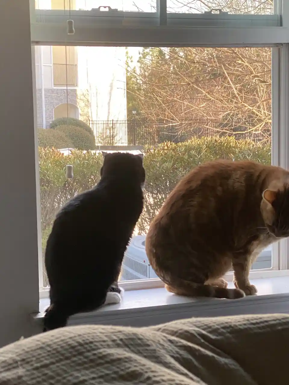 Two cats sit on a windowsill, one black cat looks out the window while a brown tabby cat looks down at the floor. The…